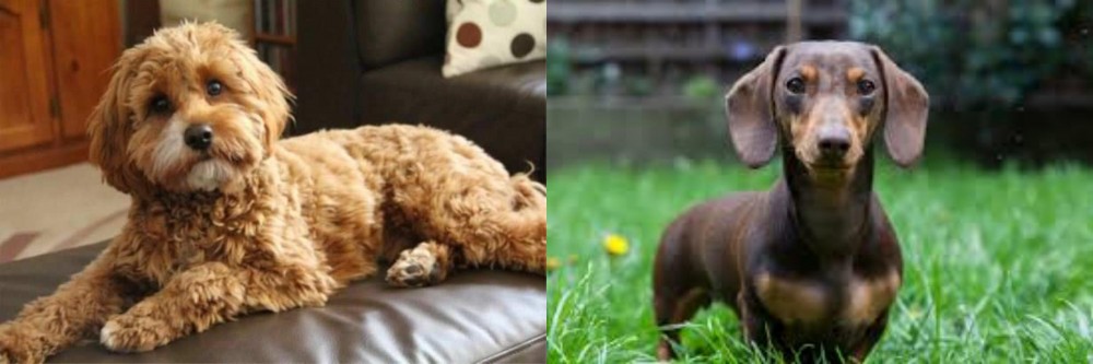 Miniature Dachshund vs Cavapoo - Breed Comparison