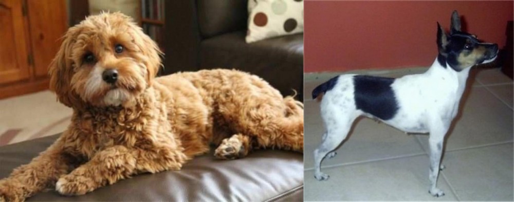 Miniature Fox Terrier vs Cavapoo - Breed Comparison