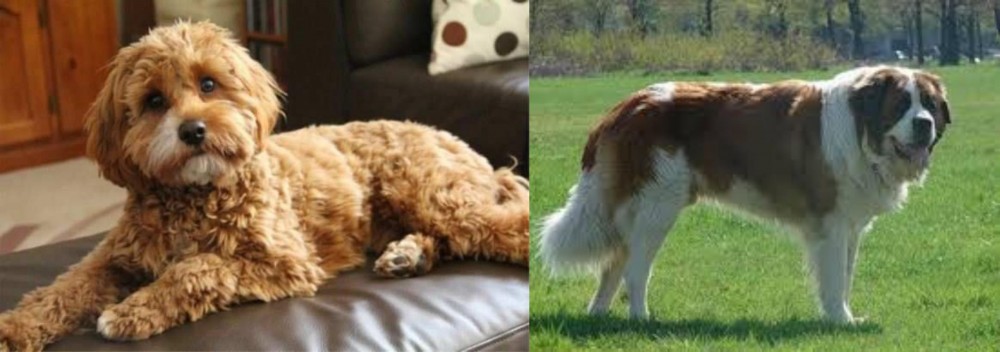 Moscow Watchdog vs Cavapoo - Breed Comparison
