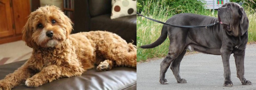 Neapolitan Mastiff vs Cavapoo - Breed Comparison