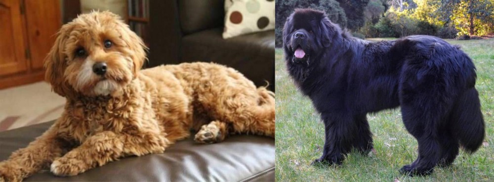 Newfoundland Dog vs Cavapoo - Breed Comparison