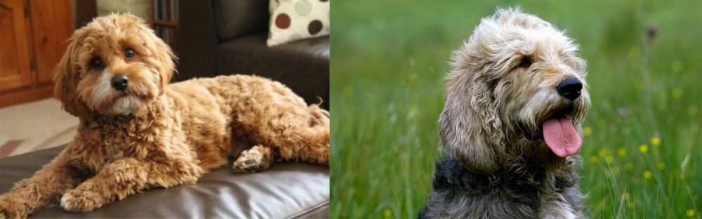 Otterhound vs Cavapoo - Breed Comparison
