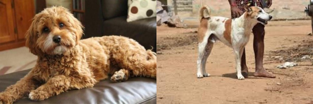 Pandikona vs Cavapoo - Breed Comparison