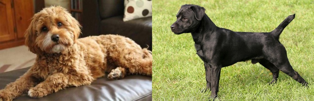 Patterdale Terrier vs Cavapoo - Breed Comparison
