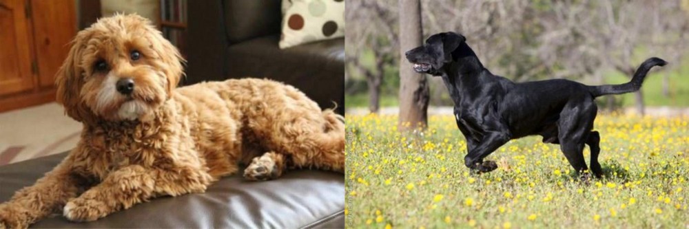 Perro de Pastor Mallorquin vs Cavapoo - Breed Comparison