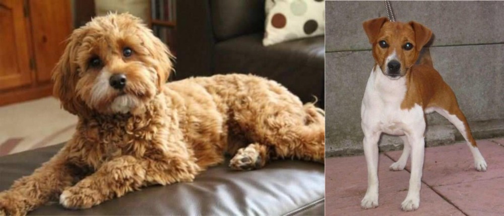 Plummer Terrier vs Cavapoo - Breed Comparison