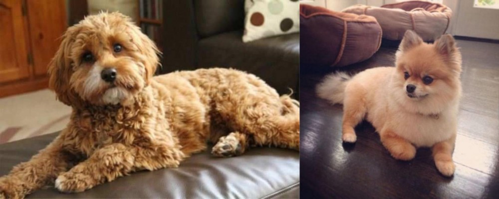 Pomeranian vs Cavapoo - Breed Comparison