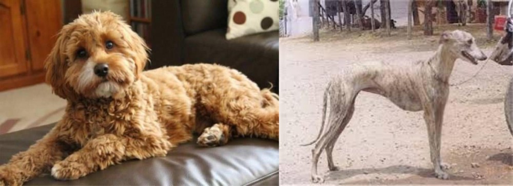 Rampur Greyhound vs Cavapoo - Breed Comparison