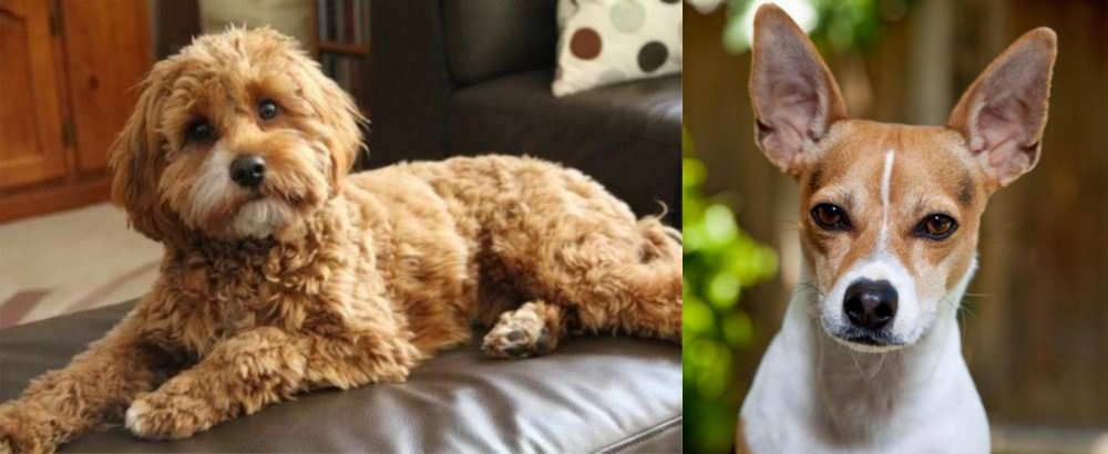 Rat Terrier vs Cavapoo - Breed Comparison
