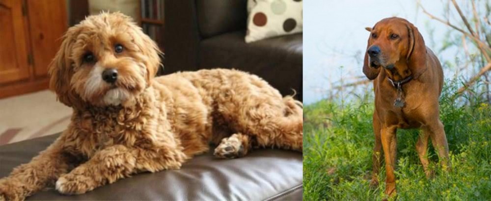 Redbone Coonhound vs Cavapoo - Breed Comparison