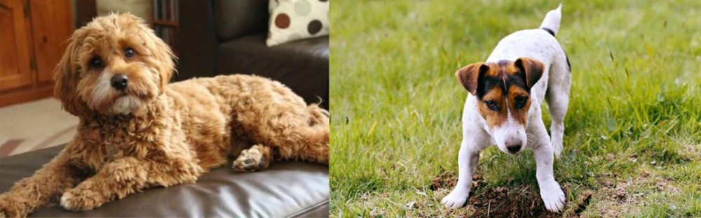 Russell Terrier vs Cavapoo - Breed Comparison