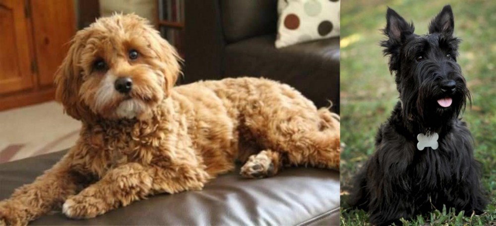 Scoland Terrier vs Cavapoo - Breed Comparison