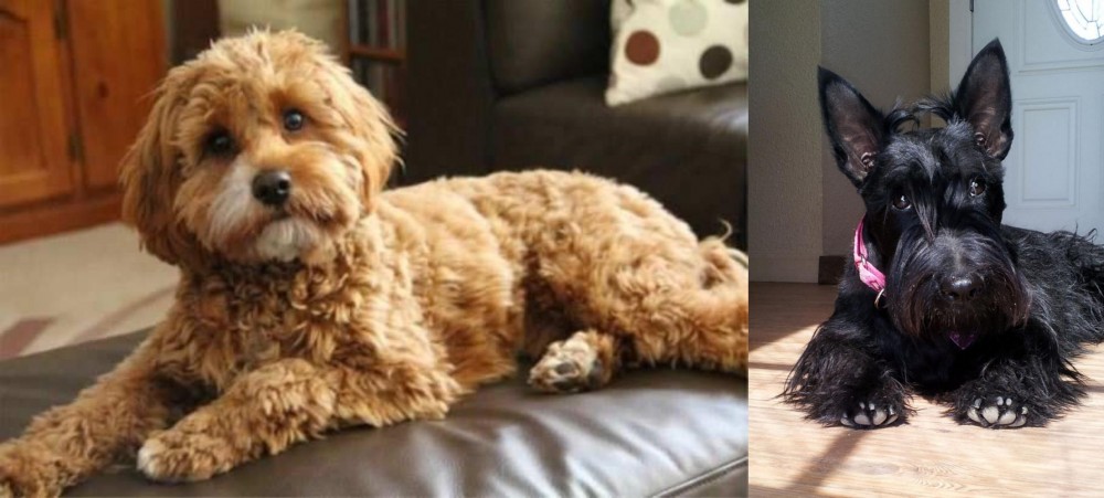 Scottish Terrier vs Cavapoo - Breed Comparison