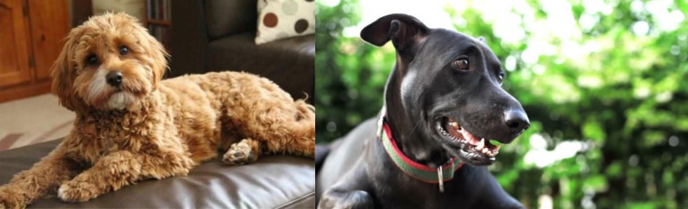 Shepard Labrador vs Cavapoo - Breed Comparison