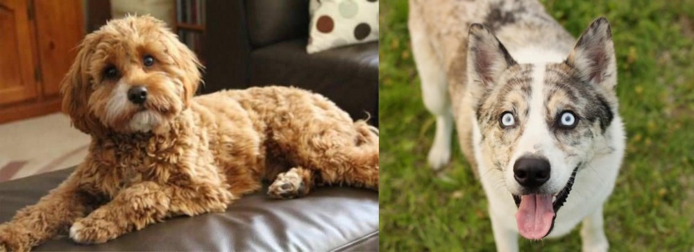 Shepherd Husky vs Cavapoo - Breed Comparison