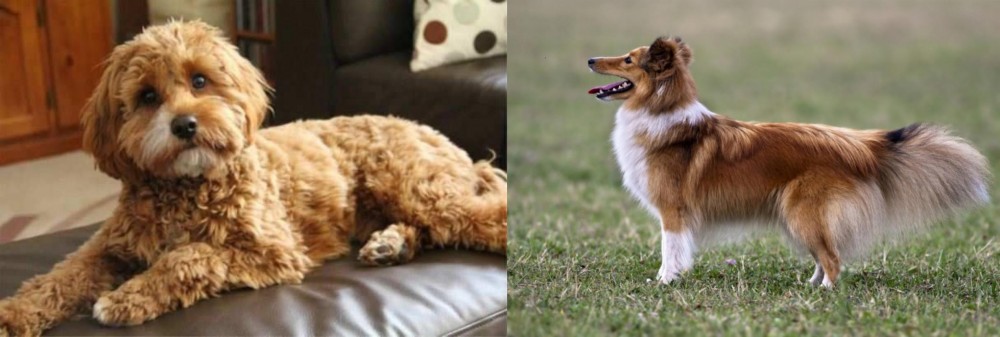 Shetland Sheepdog vs Cavapoo - Breed Comparison