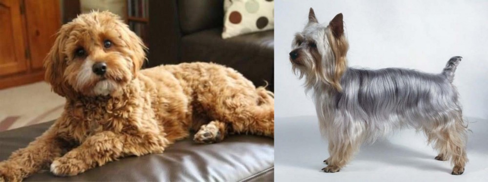 Silky Terrier vs Cavapoo - Breed Comparison