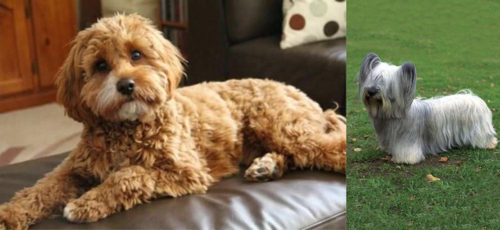 Skye Terrier vs Cavapoo - Breed Comparison