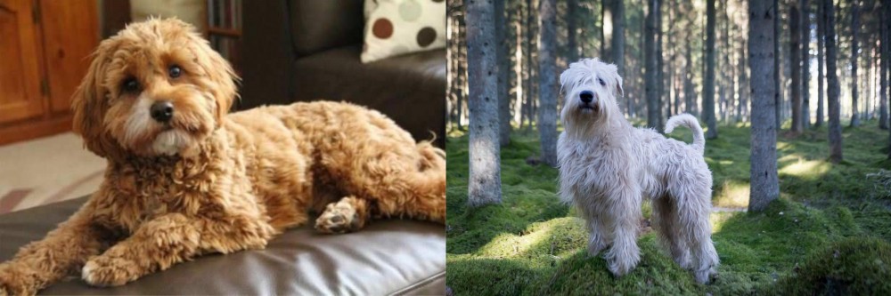Soft-Coated Wheaten Terrier vs Cavapoo - Breed Comparison