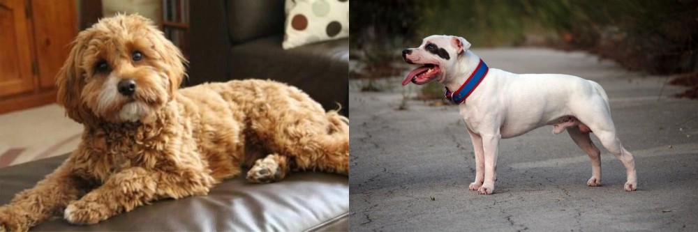Staffordshire Bull Terrier vs Cavapoo - Breed Comparison