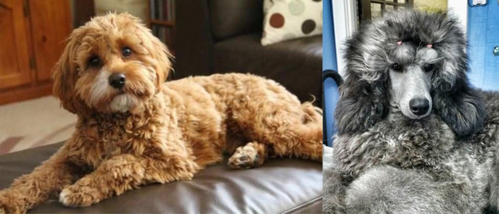 Standard Poodle vs Cavapoo - Breed Comparison