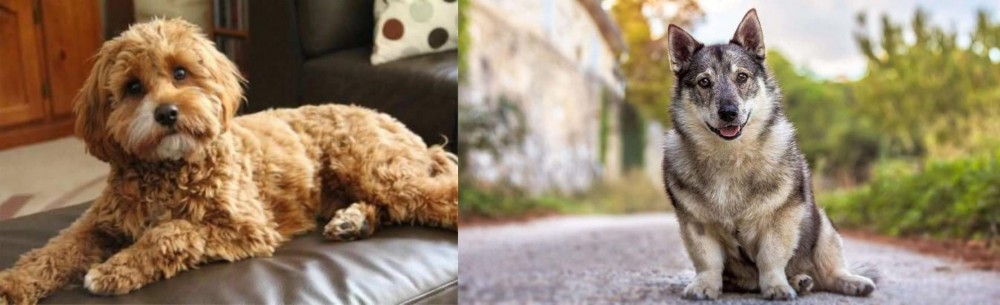 Swedish Vallhund vs Cavapoo - Breed Comparison