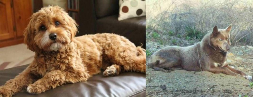 Tahltan Bear Dog vs Cavapoo - Breed Comparison