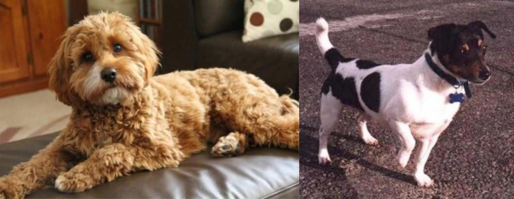Teddy Roosevelt Terrier vs Cavapoo - Breed Comparison