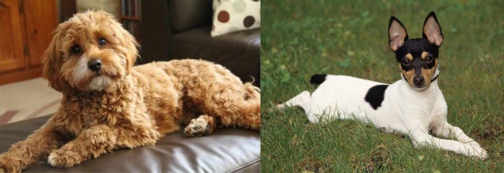 Toy Fox Terrier vs Cavapoo - Breed Comparison