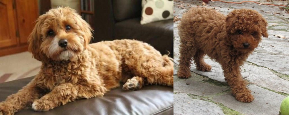 Toy Poodle vs Cavapoo - Breed Comparison