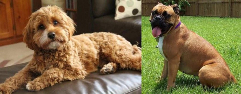 Valley Bulldog vs Cavapoo - Breed Comparison