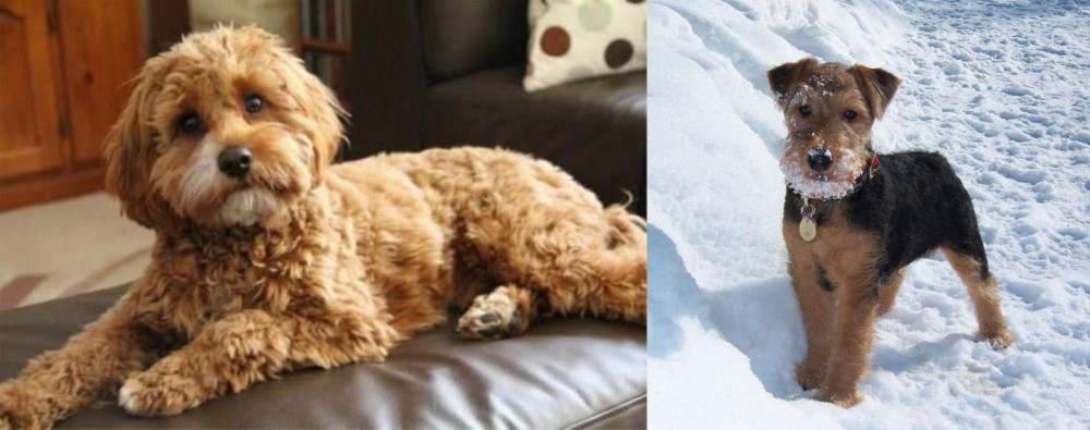 Welsh Terrier vs Cavapoo - Breed Comparison