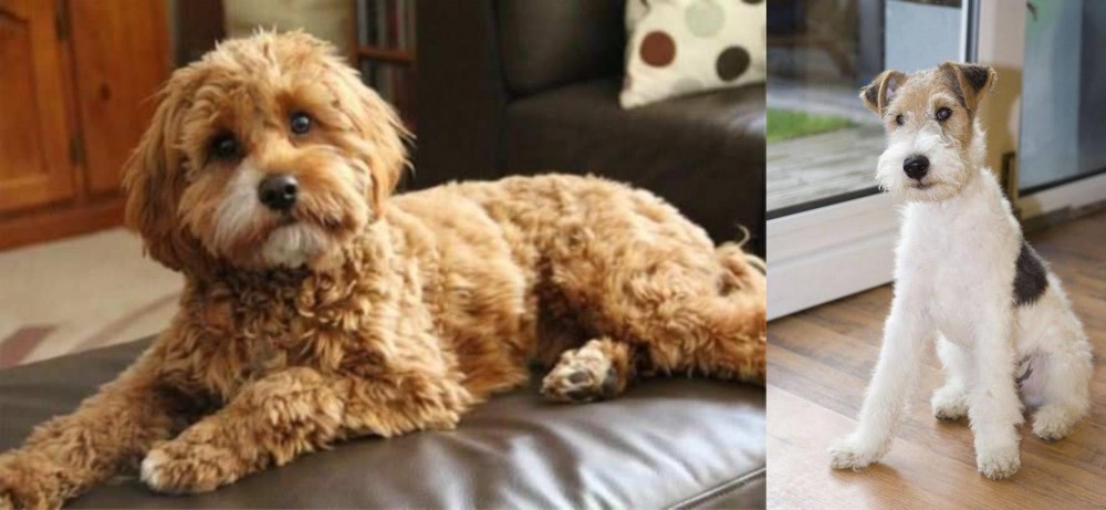 Wire Fox Terrier vs Cavapoo - Breed Comparison