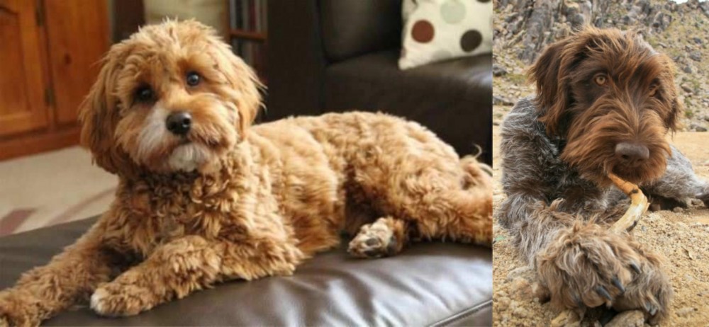 Wirehaired Pointing Griffon vs Cavapoo - Breed Comparison