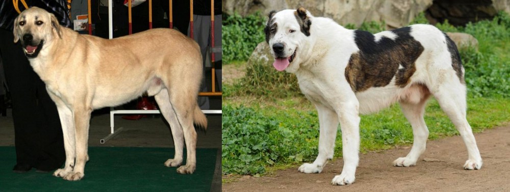 Central Asian Shepherd vs Central Anatolian Shepherd - Breed Comparison