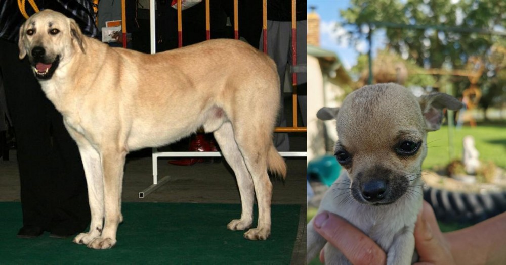 Chihuahua vs Central Anatolian Shepherd - Breed Comparison