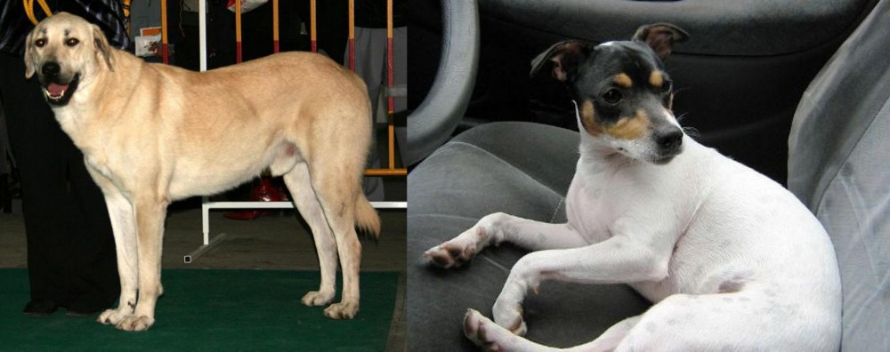 Chilean Fox Terrier vs Central Anatolian Shepherd - Breed Comparison