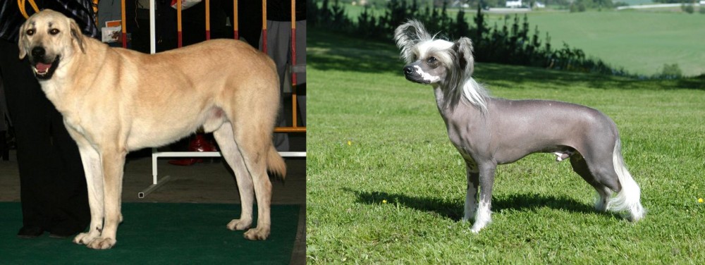Chinese Crested Dog vs Central Anatolian Shepherd - Breed Comparison