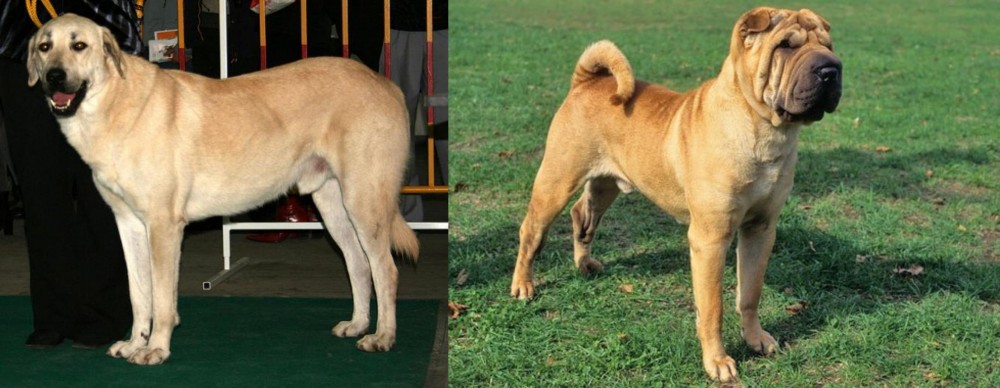Chinese Shar Pei vs Central Anatolian Shepherd - Breed Comparison