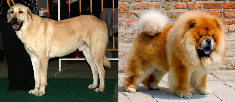 Chow Chow vs Central Anatolian Shepherd - Breed Comparison