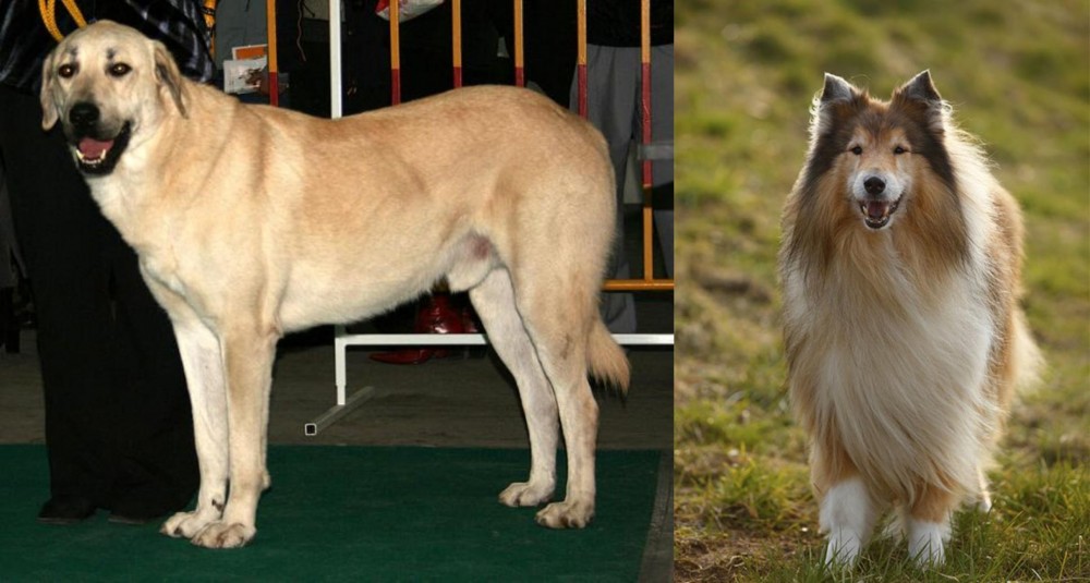 Collie vs Central Anatolian Shepherd - Breed Comparison