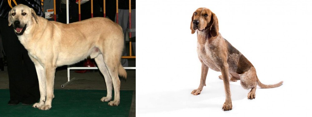 Coonhound vs Central Anatolian Shepherd - Breed Comparison