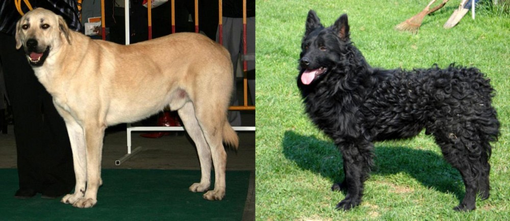 Croatian Sheepdog vs Central Anatolian Shepherd - Breed Comparison