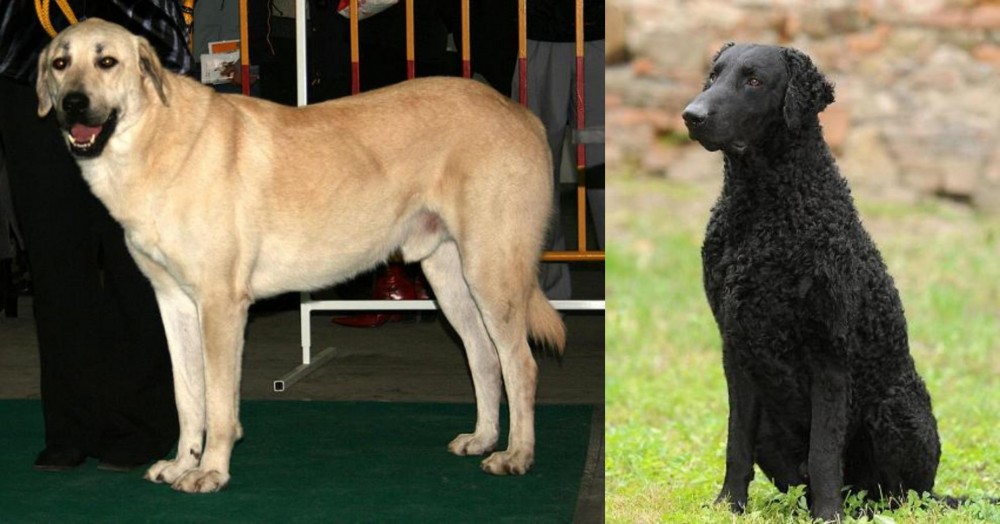 Curly Coated Retriever vs Central Anatolian Shepherd - Breed Comparison