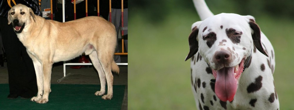 Dalmatian vs Central Anatolian Shepherd - Breed Comparison