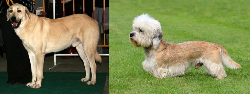 Dandie Dinmont Terrier vs Central Anatolian Shepherd - Breed Comparison