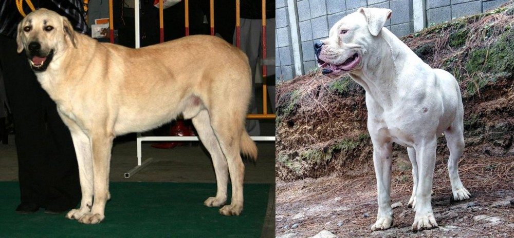 Dogo Guatemalteco vs Central Anatolian Shepherd - Breed Comparison