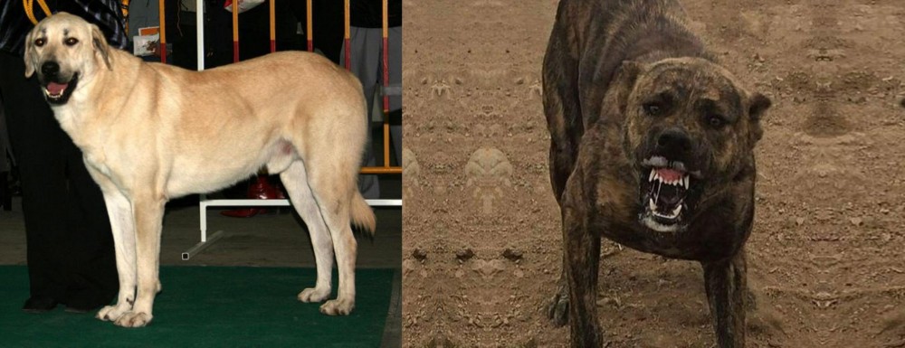 Dogo Sardesco vs Central Anatolian Shepherd - Breed Comparison