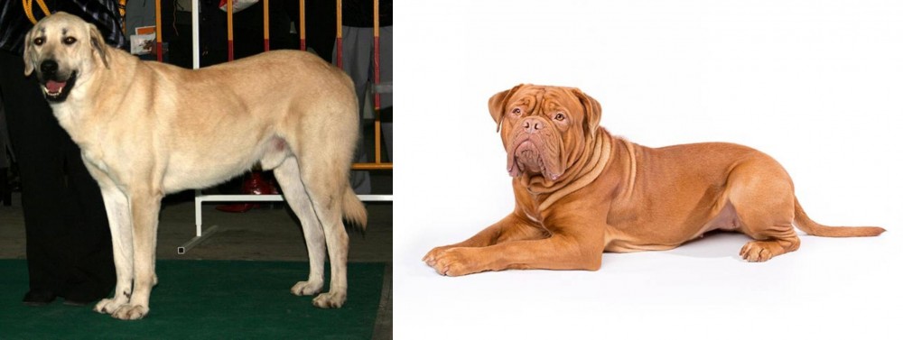 Dogue De Bordeaux vs Central Anatolian Shepherd - Breed Comparison