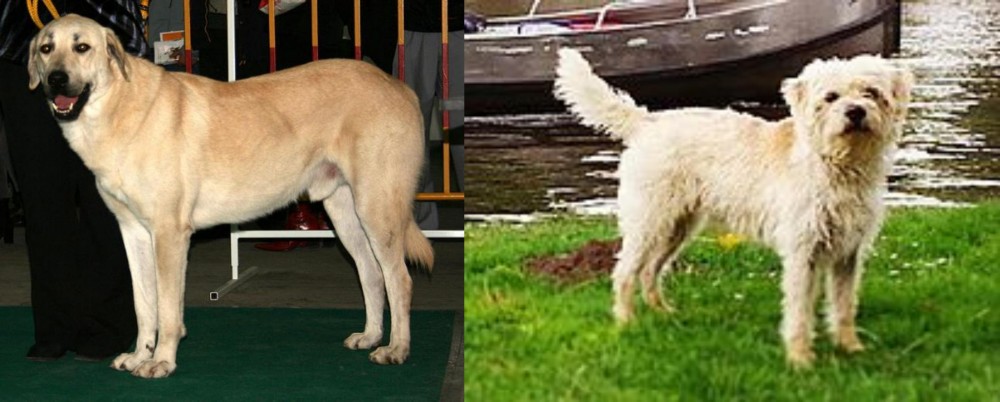 Dutch Smoushond vs Central Anatolian Shepherd - Breed Comparison